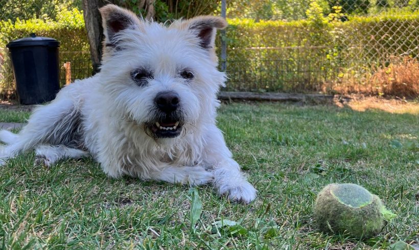 Milou