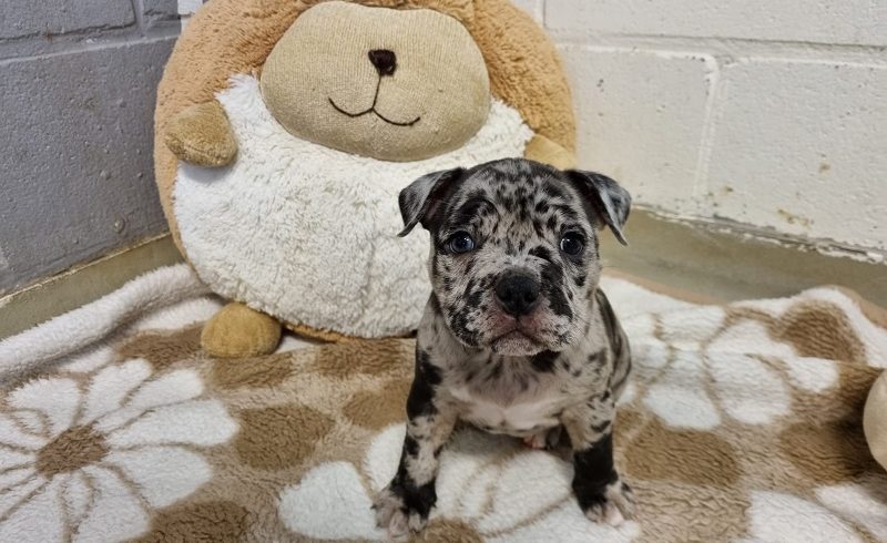 Pocket Bully pups Pocket Bully pups