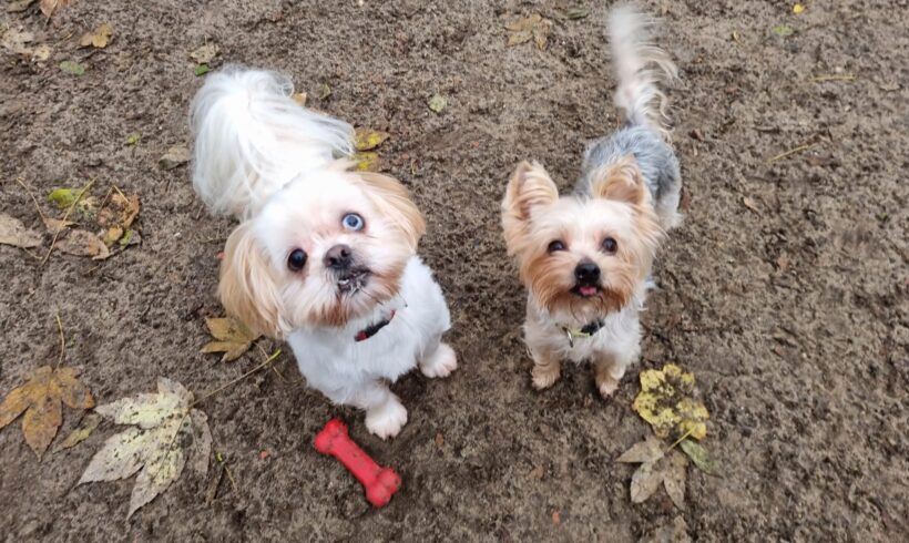 Lotje & Harley