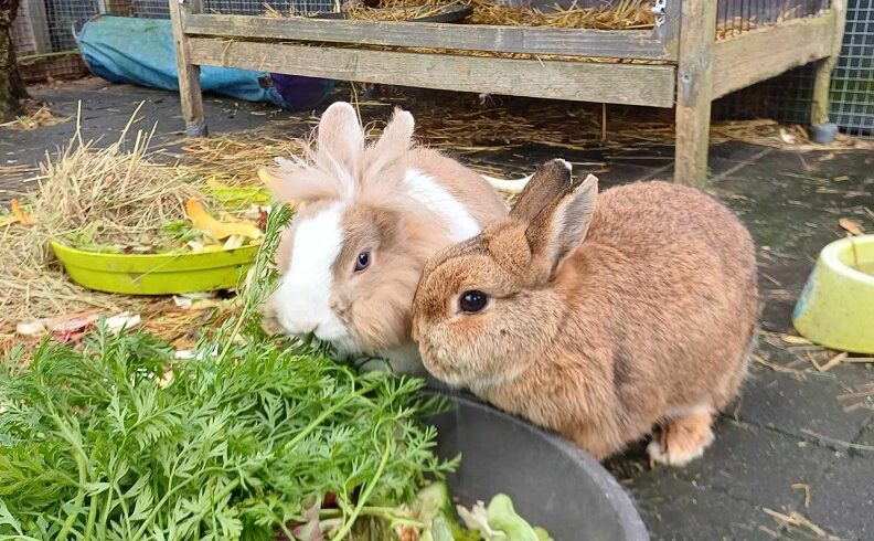 Bunbun en Stampertje