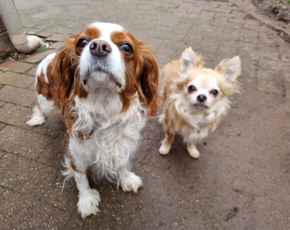 Tomy (samen met Peggy) (geadopteerd)