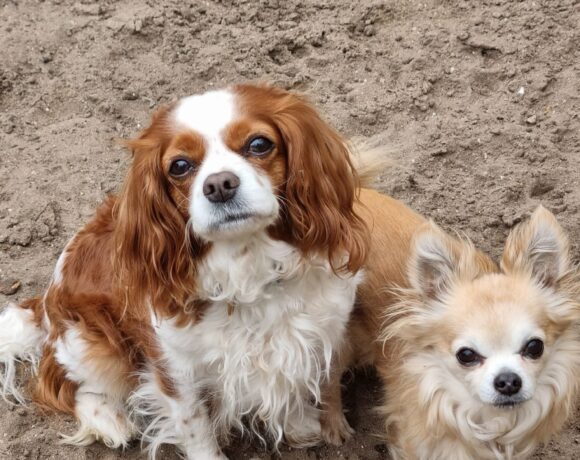 Peggy (samen met Tomy) (geadopteerd)