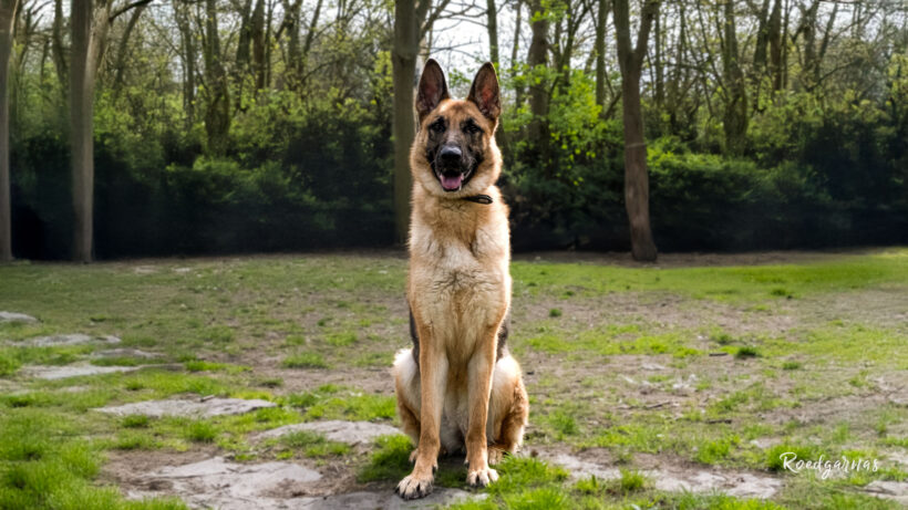 Leila