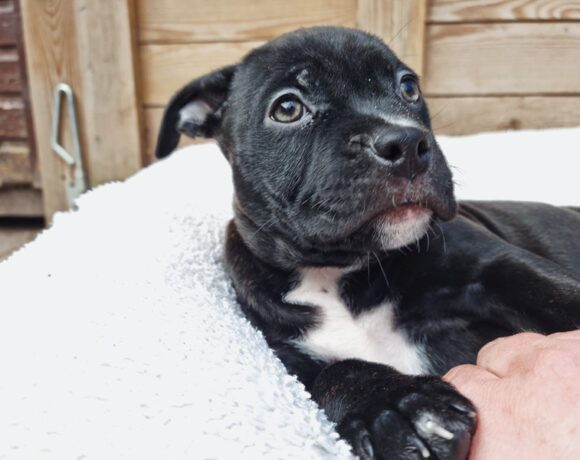 Callie (geadopteerd)