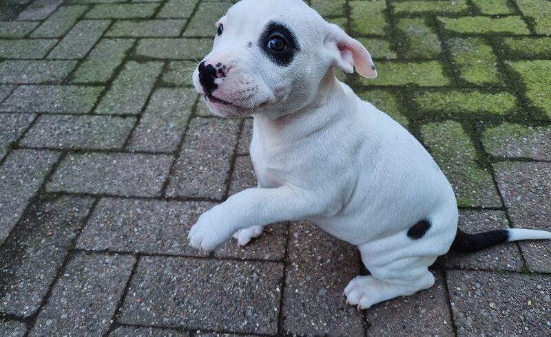 Luca