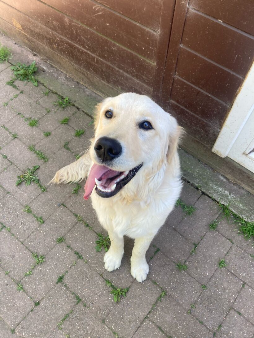 Beau