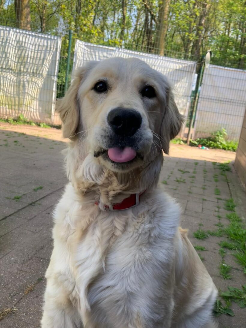 Beau