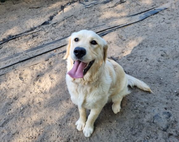Beau (geadopteerd)