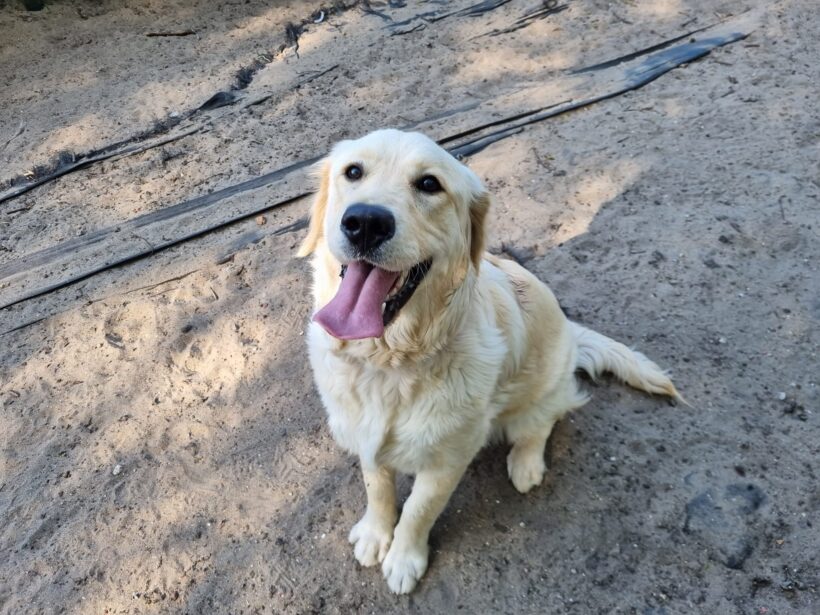 Beau