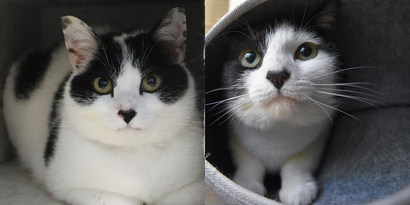 Bollie & Mollie (binnenhuiskat) Bollie & Mollie (binnenhuiskat)