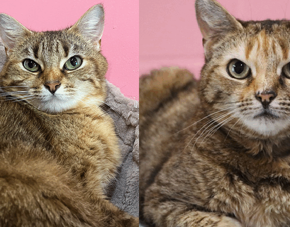 Lilly & Loulou